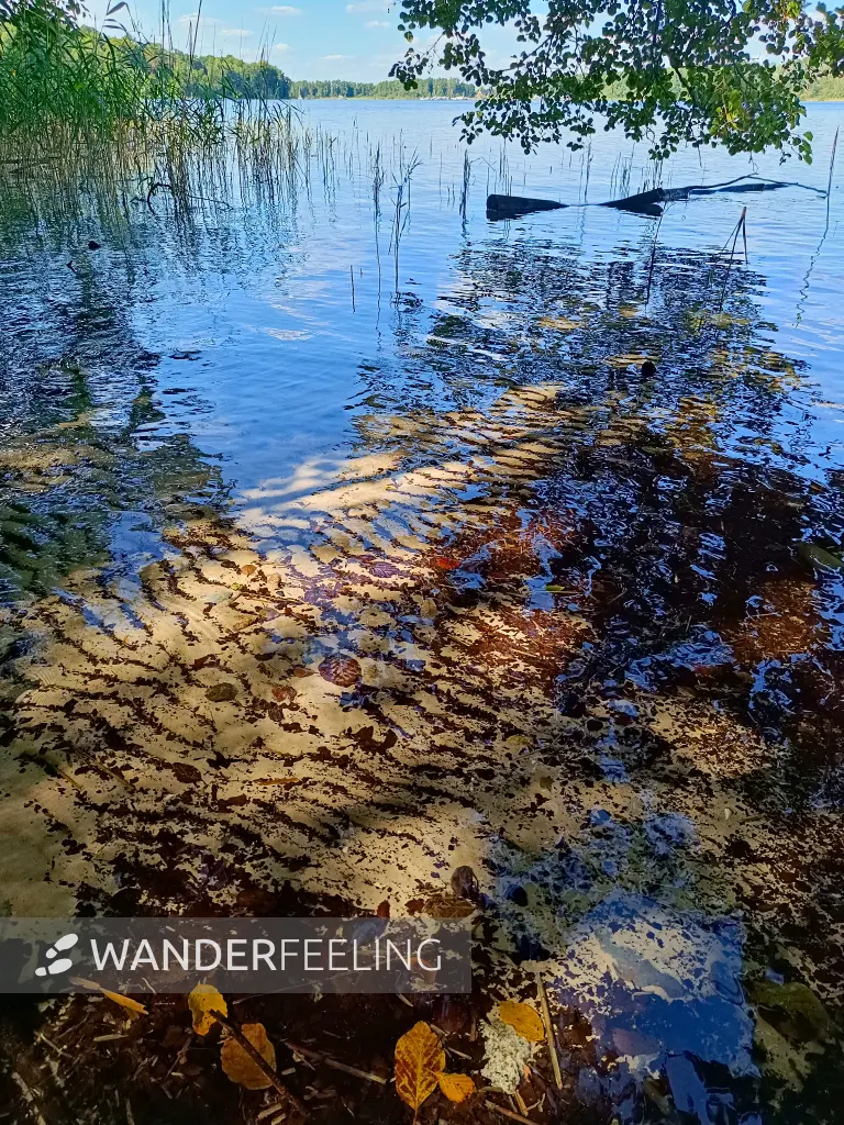 202508260-30 - Plauer See an der Insel Werder bei Alt Schwerin, Mecklenburgische Seenplatte, Mecklenburg-Vorpommern, Deutschland