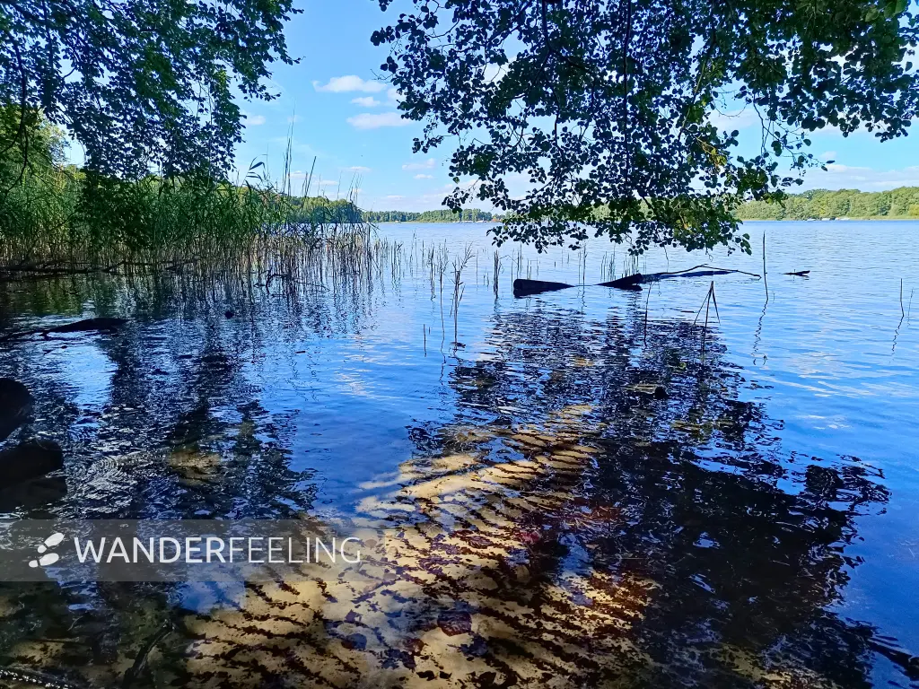 202508260-31 - Plauer See an der Insel Werder bei Alt Schwerin, Mecklenburgische Seenplatte, Mecklenburg-Vorpommern, Deutschland