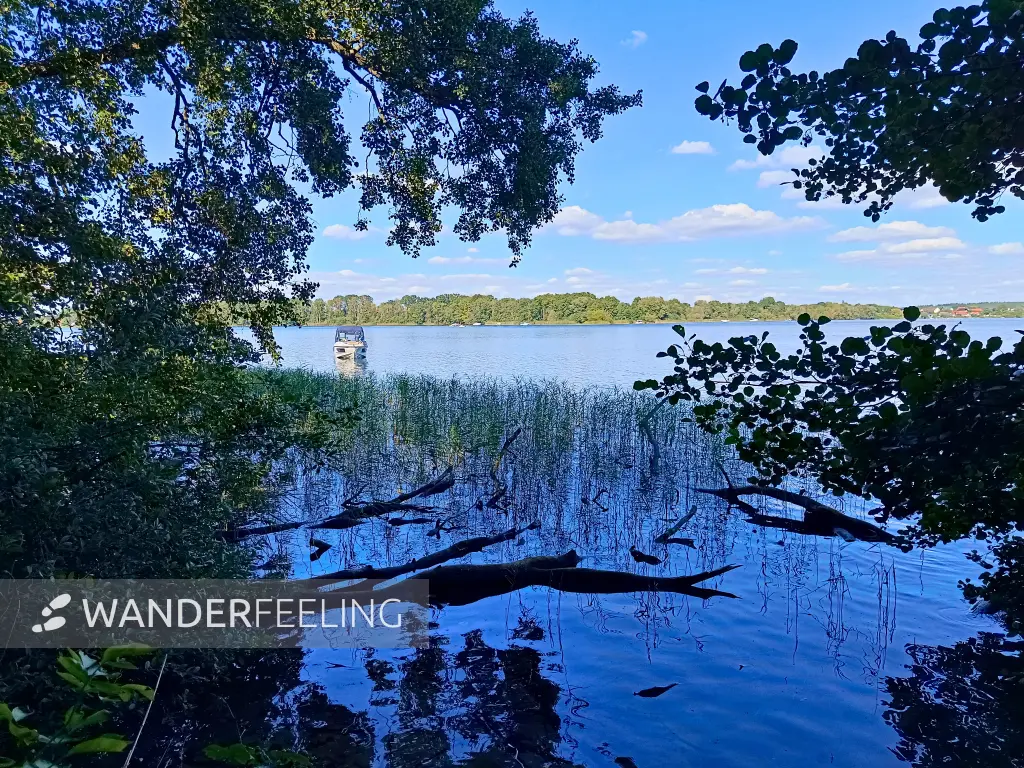 202508260-34 - Plauer See an der Insel Werder bei Alt Schwerin, Mecklenburgische Seenplatte, Mecklenburg-Vorpommern, Deutschland