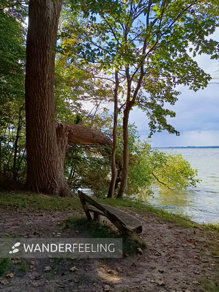 202509120-36 - Plauer See bei Lenz, Mecklenburgische Seenplatte, Mecklenburg-Vorpommern, Deutschland