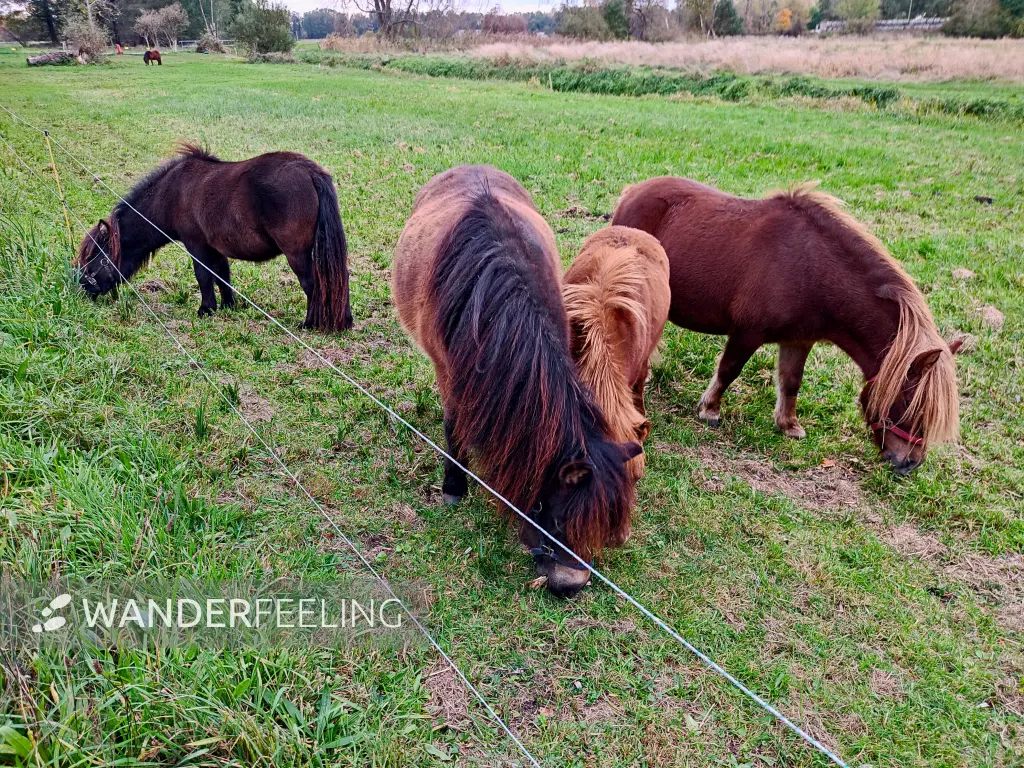 202311040-41 - Ponies an der Radduscher Buschmühle bei Raddusch, Spreewald, Brandenburg, Deutschland