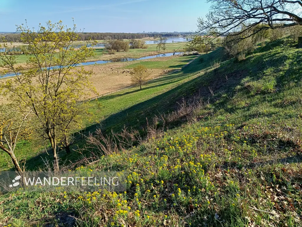 202604150-41 - Pontische Hänge und Oder bei Lebus, Seenland Oder-Spree, Brandenburg, Deutschland