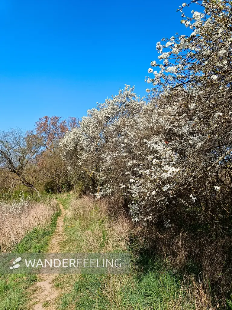 202604150-02 - Priesterschlucht bei Podelzig, Seenland Oder-Spree, Brandenburg, Deutschland