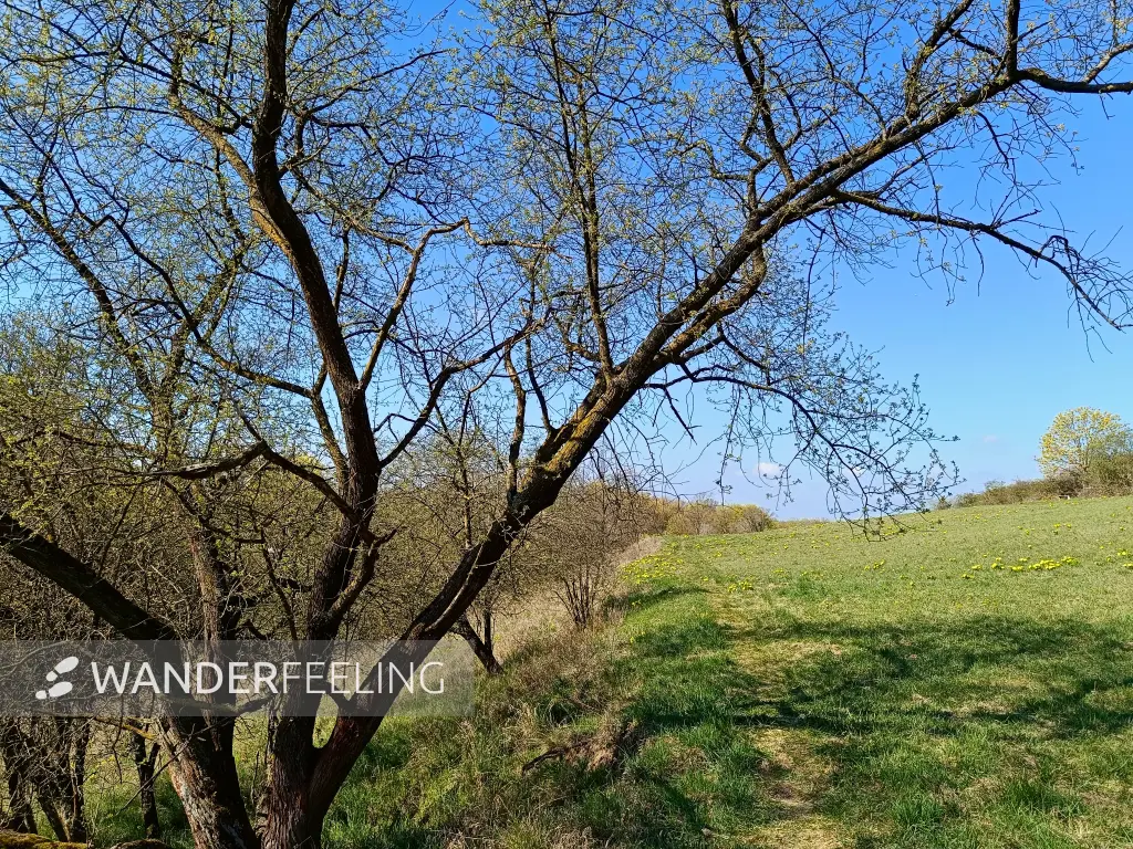 202604150-10 - Priesterschlucht bei Podelzig, Seenland Oder-Spree, Brandenburg, Deutschland