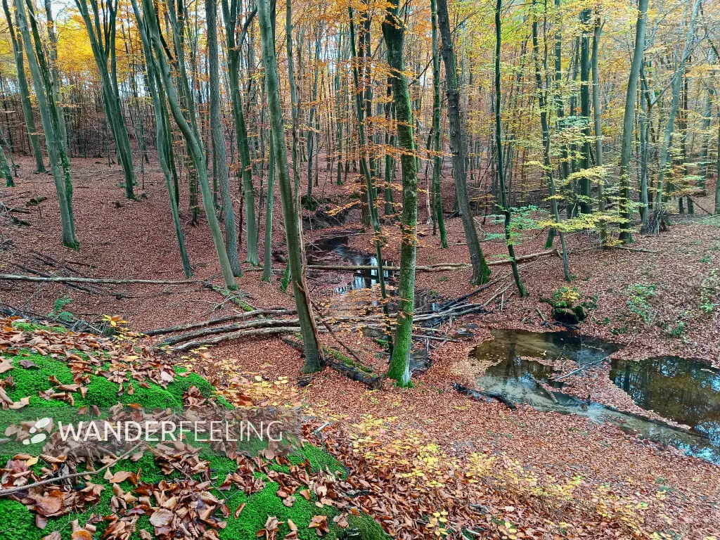 202511050-02 - Radebachtal bei Blankenberg, Mecklenburgische Seenplatte, Mecklenburg-Vorpommern, Deutschland