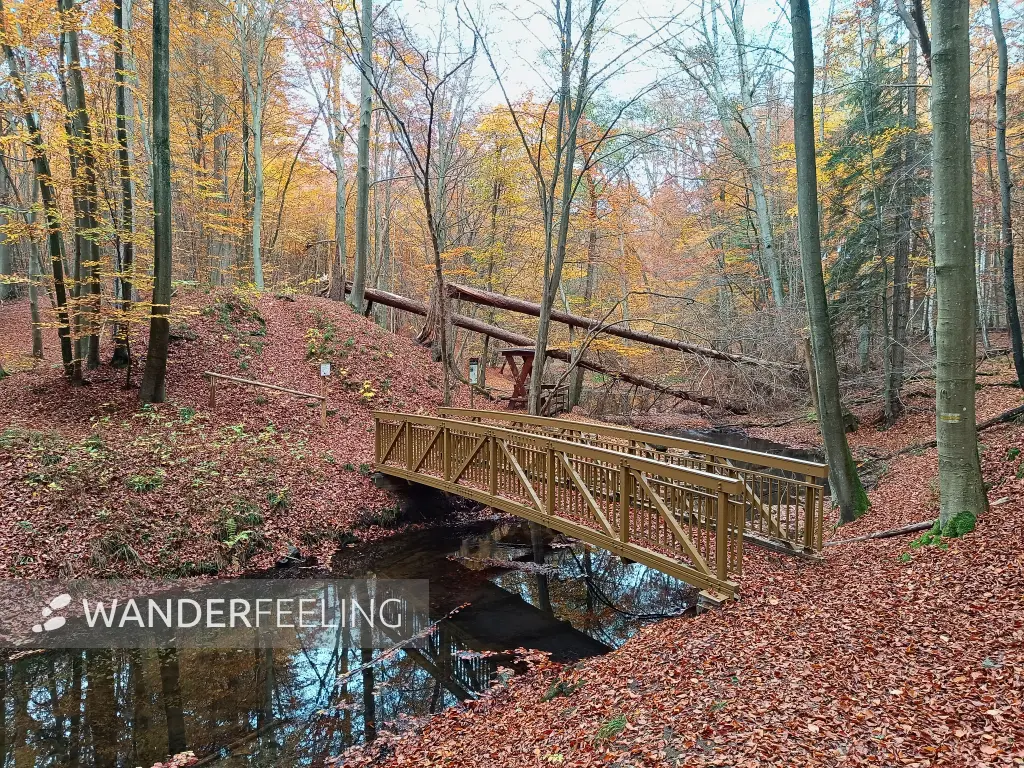 202511050-03 - Radebachtal bei Blankenberg, Mecklenburgische Seenplatte, Mecklenburg-Vorpommern, Deutschland