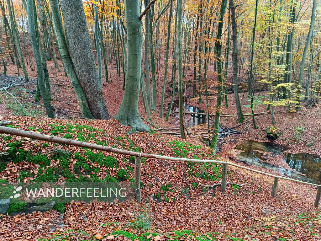 202511050-04 - Radebachtal bei Blankenberg, Mecklenburgische Seenplatte, Mecklenburg-Vorpommern, Deutschland