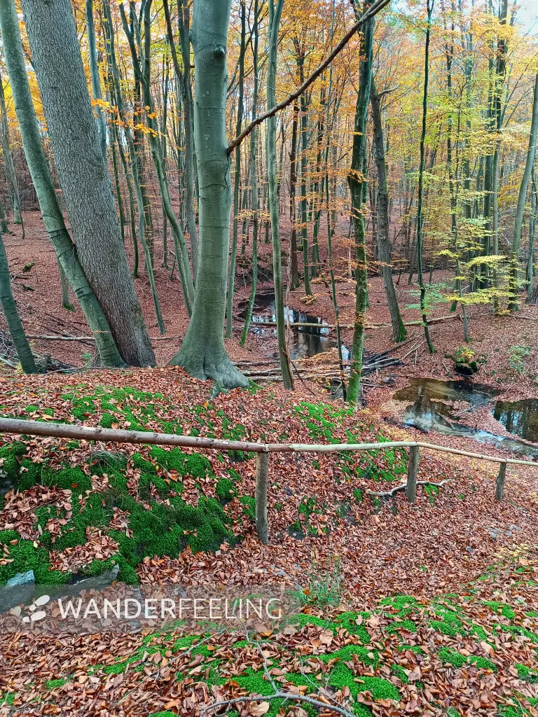 202511050-05 - Radebachtal bei Blankenberg, Mecklenburgische Seenplatte, Mecklenburg-Vorpommern, Deutschland