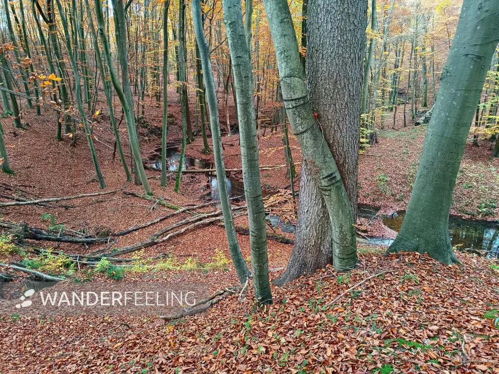 202511050-06 - Radebachtal bei Blankenberg, Mecklenburgische Seenplatte, Mecklenburg-Vorpommern, Deutschland