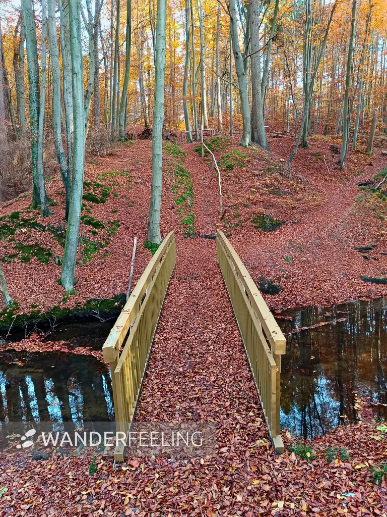 202511050-40 - Radebachtal bei Blankenberg, Mecklenburgische Seenplatte, Mecklenburg-Vorpommern, Deutschland