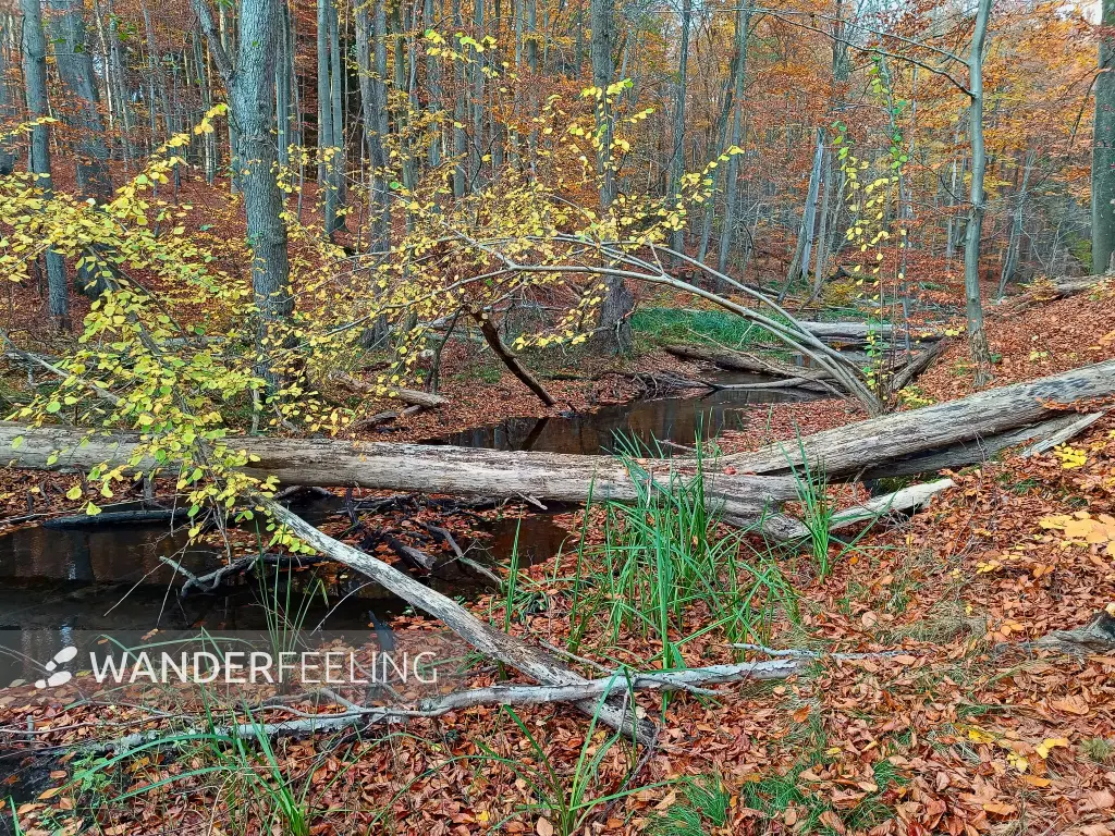 202511050-42 - Radebachtal bei Blankenberg, Mecklenburgische Seenplatte, Mecklenburg-Vorpommern, Deutschland