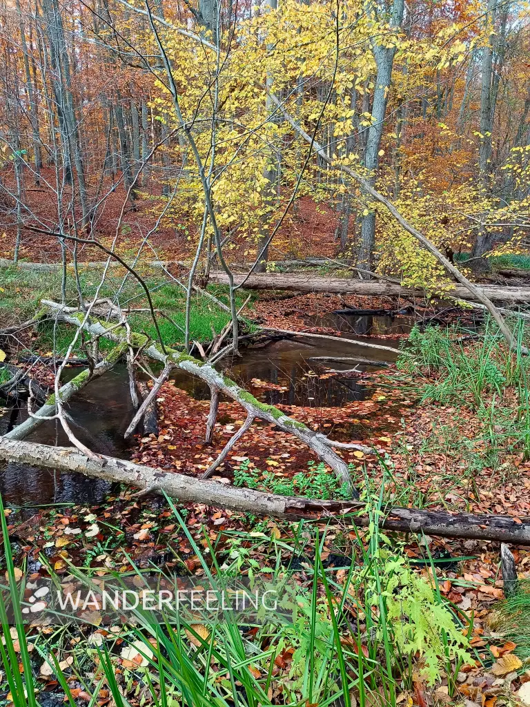 202511050-43 - Radebachtal bei Blankenberg, Mecklenburgische Seenplatte, Mecklenburg-Vorpommern, Deutschland