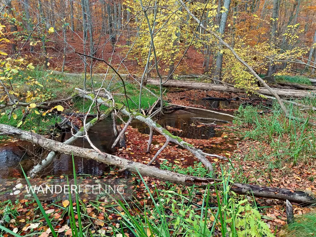 202511050-44 - Radebachtal bei Blankenberg, Mecklenburgische Seenplatte, Mecklenburg-Vorpommern, Deutschland