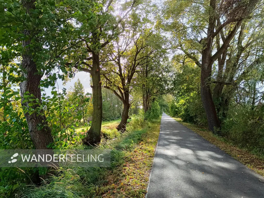202610140-19 - Radweg bei Goßmar, Lausitz, Brandenburg, Deutschland