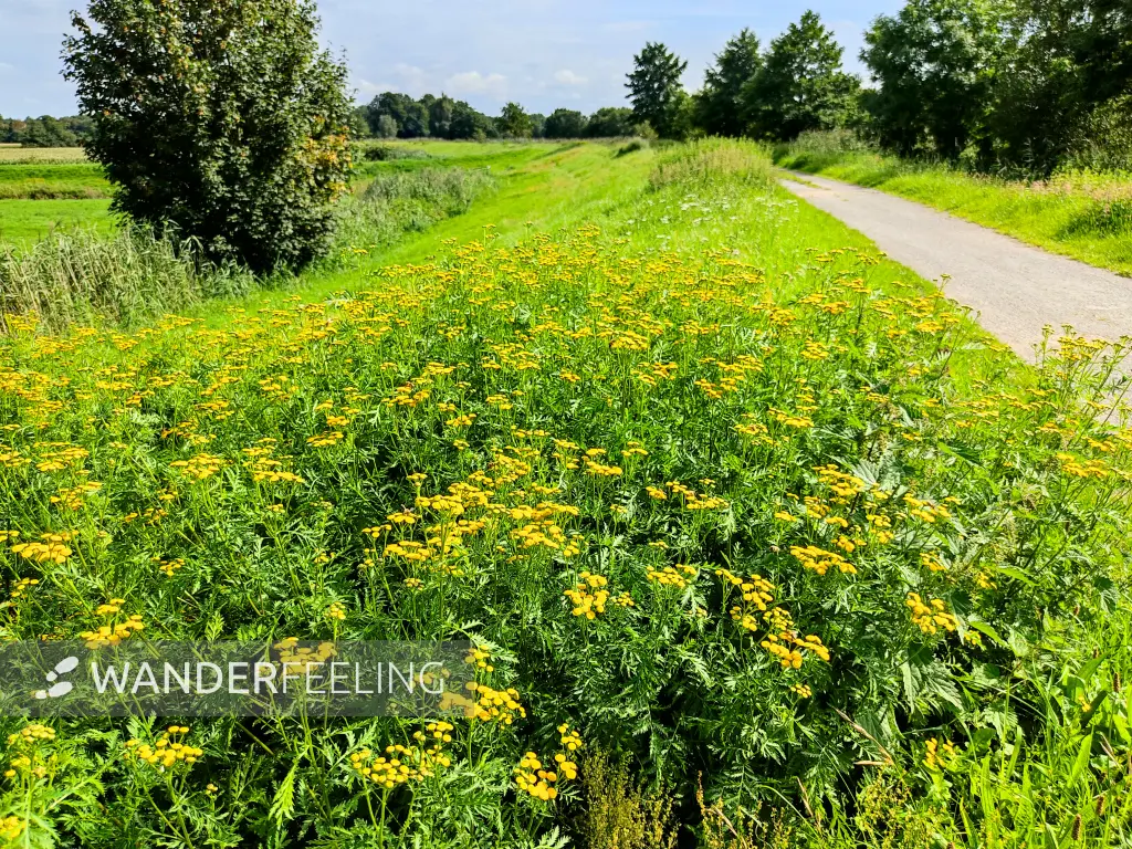 202308160-20 - Rainfarn bei Hundsmühlen, Oldenburger Land, Niedersachsen, Deutschland