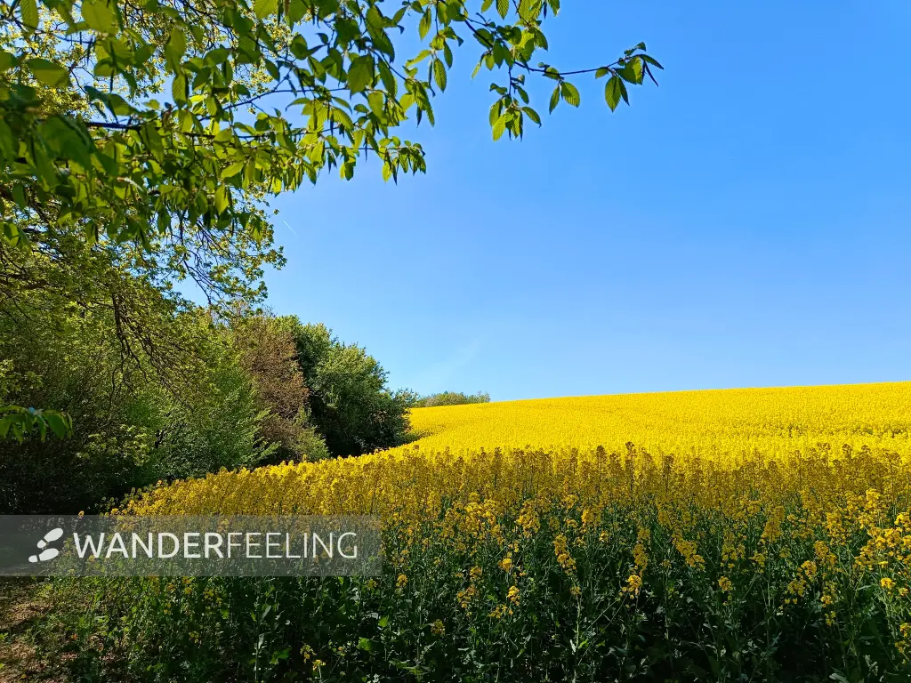 202604230-34 - Rapsfeld am Düsseltal, Bergisches Land, Nordrhein-Westfalen, Deutschland