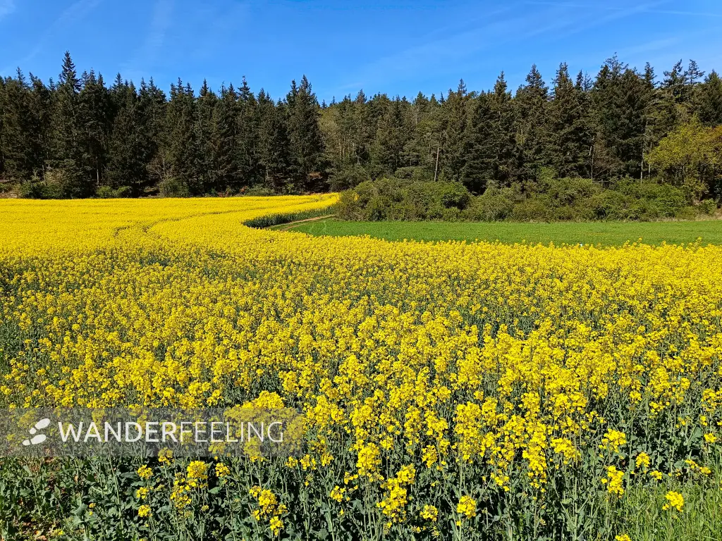 202604240-12 - Rapsfeld bei Eschweiler, Eifel, Nordrhein-Westfalen, Deutschland