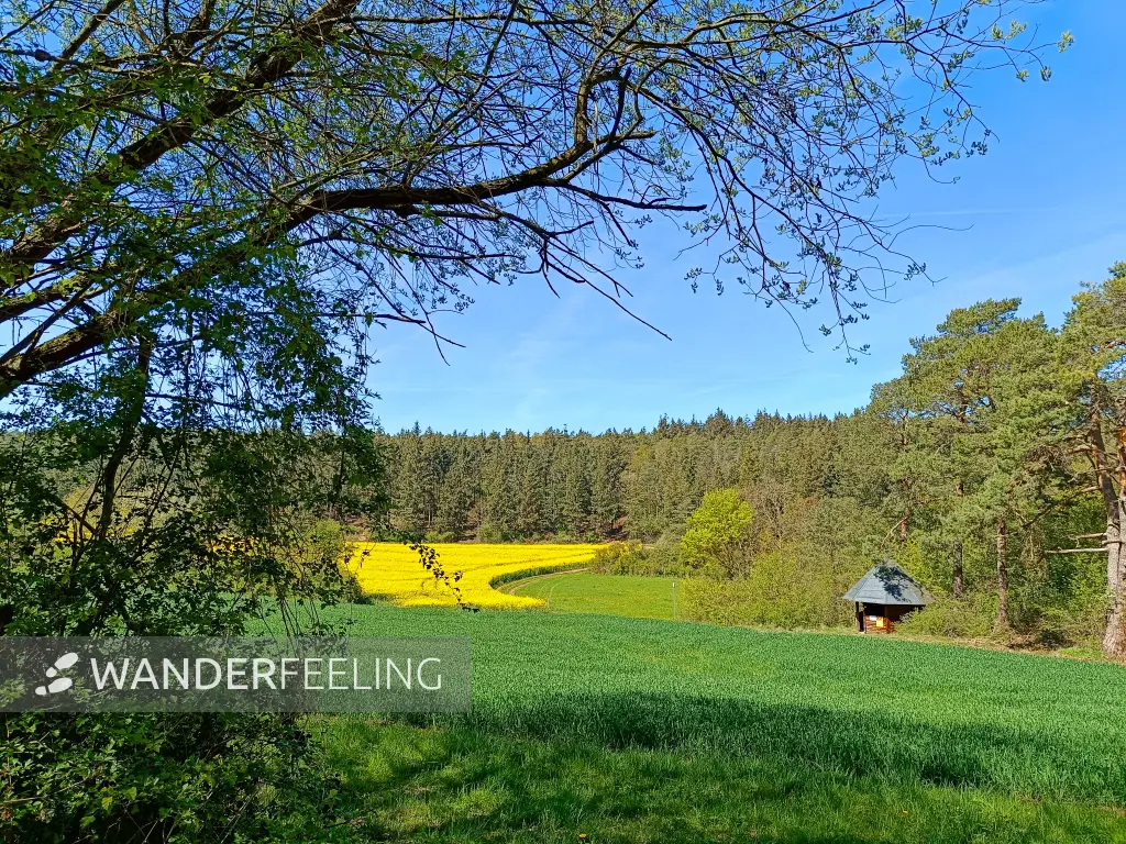202604240-13 - Rapsfeld bei Eschweiler, Eifel, Nordrhein-Westfalen, Deutschland