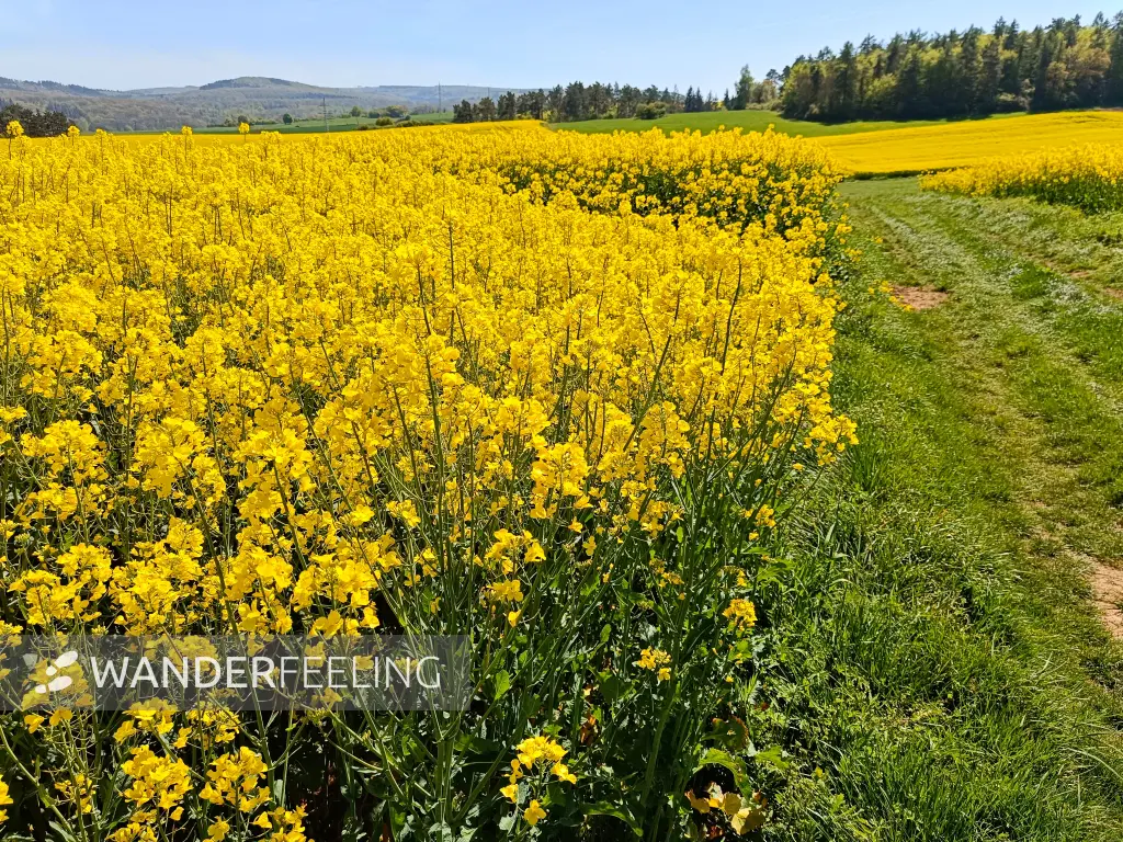 202604240-09 - Rapsfeld bei Iversheim, Eifel, Nordrhein-Westfalen, Deutschland