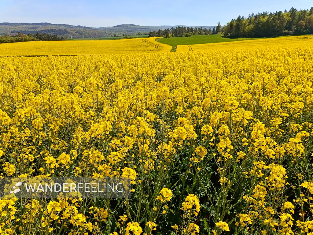 202604240-10 - Rapsfeld bei Iversheim, Eifel, Nordrhein-Westfalen, Deutschland