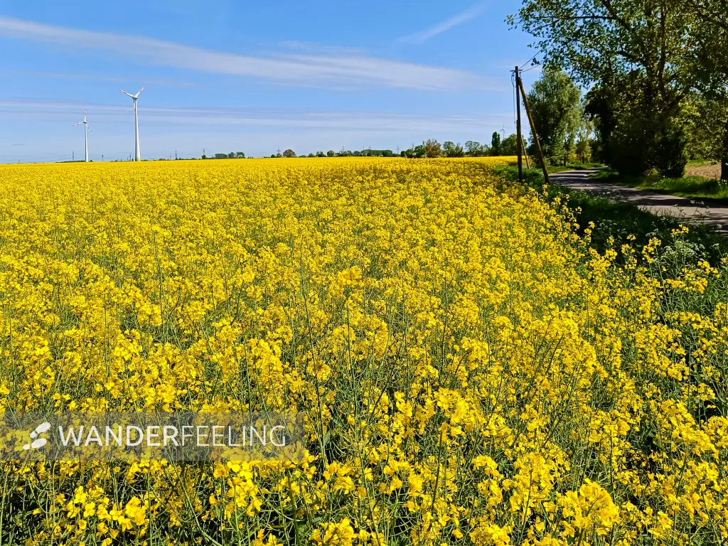 202505030-28 - Rapsfeld bei Markee, Havelland, Brandenburg, Deutschland