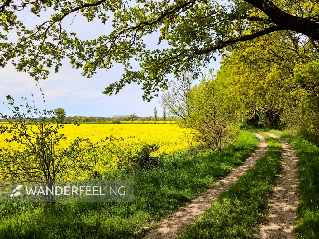 202305050-38 - Rapsfeld bei Münsterberg, Anhalt-Dessau-Wittenberg, Sachsen-Anhalt, Deutschland