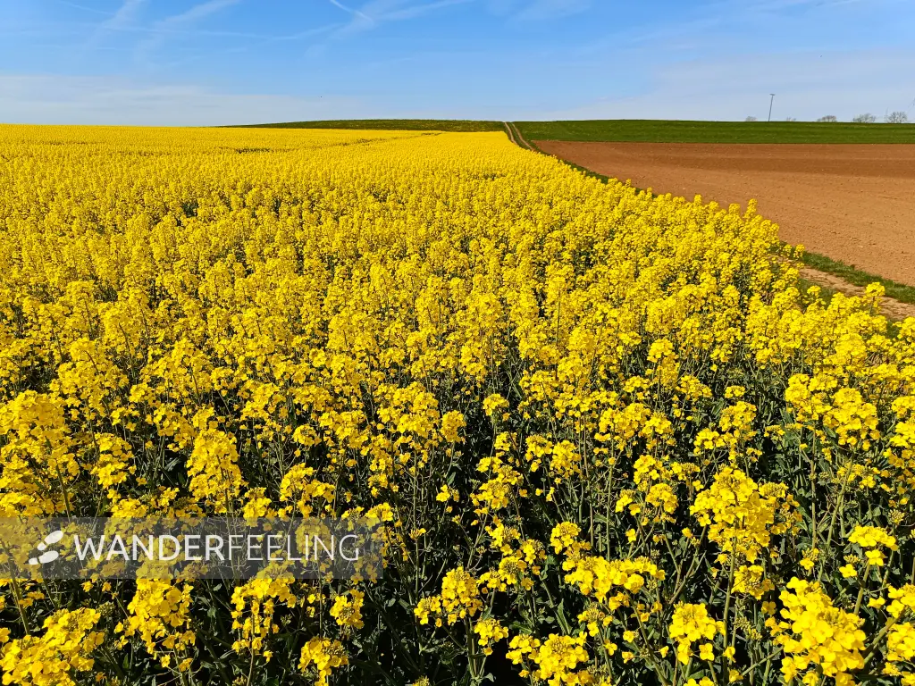202604270-25 - Rapsfeld bei Nettersheim, Eifel, Nordrhein-Westfalen, Deutschland