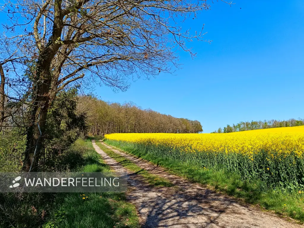202604220-35 - Rapsfeld bei Vussem, Eifel, Nordrhein-Westfalen, Deutschland