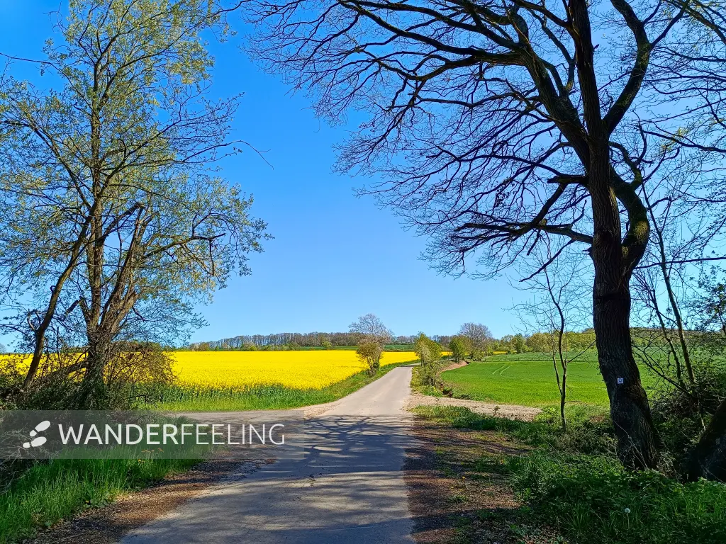 202604220-36 - Rapsfeld bei Vussem, Eifel, Nordrhein-Westfalen, Deutschland