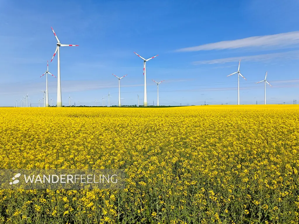 202505030-26 - Rapsfeld und Windräder bei Markee, Havelland, Brandenburg, Deutschland