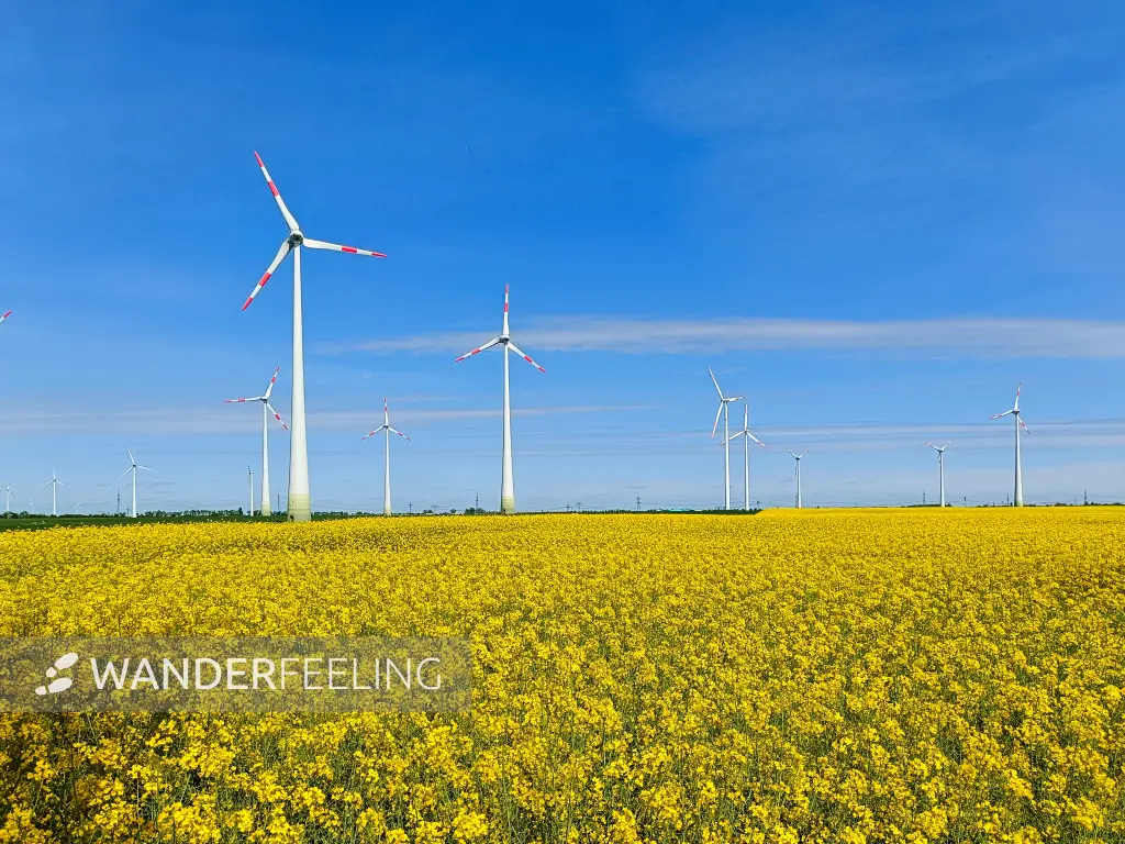 202505030-27 - Rapsfeld und Windräder bei Markee, Havelland, Brandenburg, Deutschland