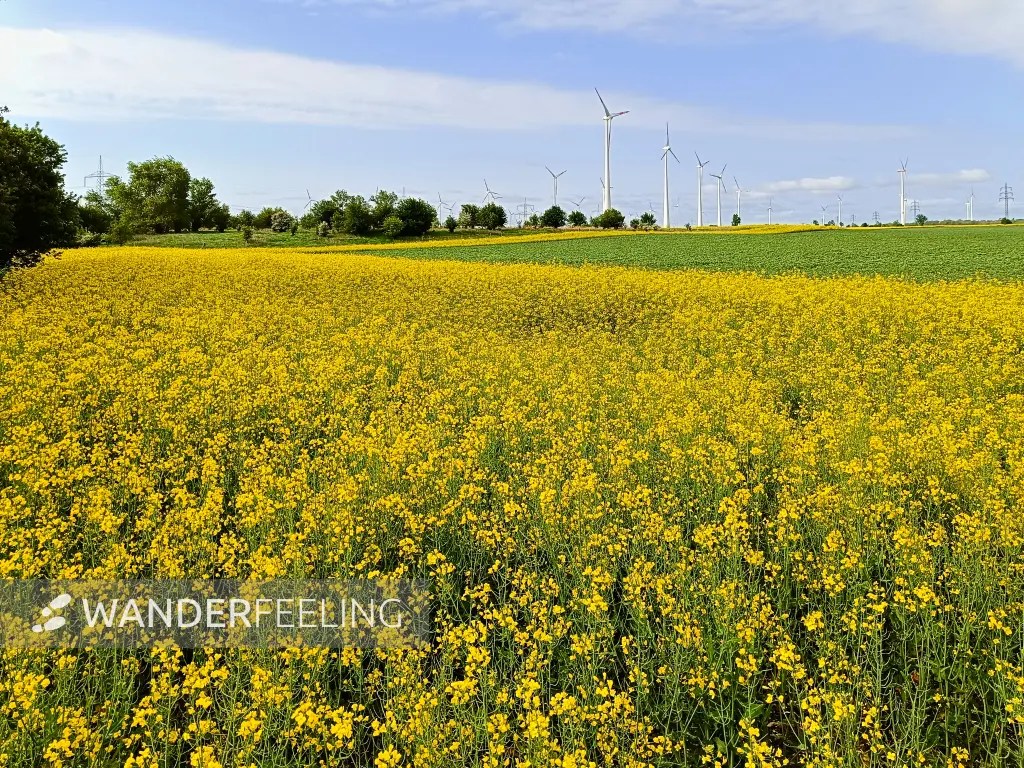 202505030-03 - Rapsstreifen bei Wustermark, Havelland, Brandenburg, Deutschland