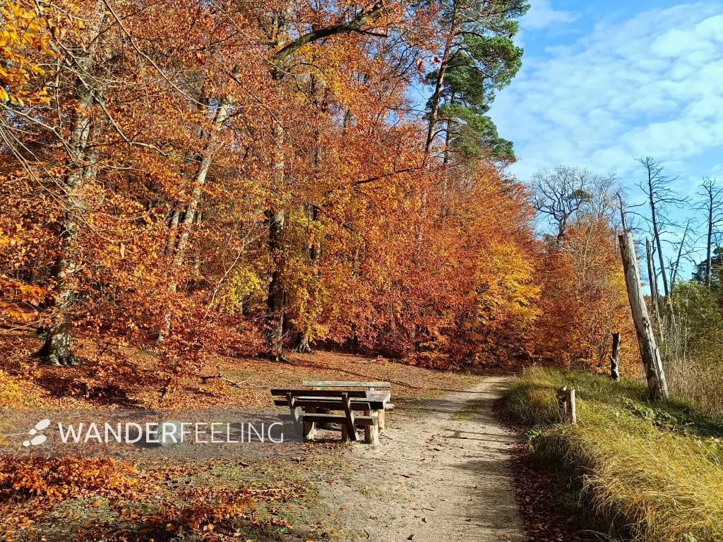 202511040-08 - Rastplatz im Müritz-Nationalpark bei Serrahn, Mecklenburgische Seenplatte, Mecklenburg-Vorpommern, Deutschland