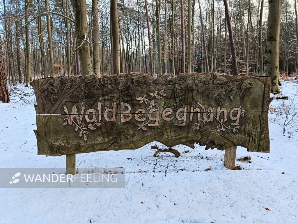 202502150-28 - Rastplatz »Waldbegegnung« bei Ützdorf, Barnimer Land, Brandenburg, Deutschland