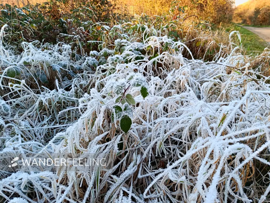 202511220-22 - Raureif im Freizeitpark Marienfelde, Berlin, Deutschland