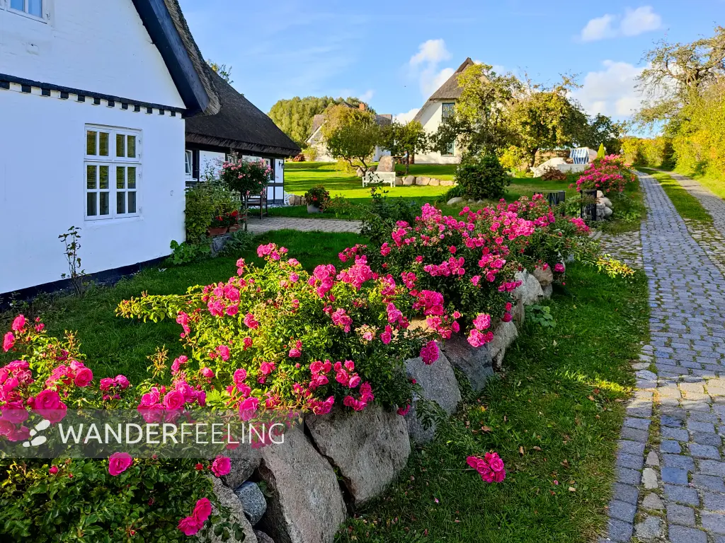 202310160-34 - Reetgedeckte Häuser in Neuendorf, Rügen, Mecklenburg-Vorpommern, Deutschland