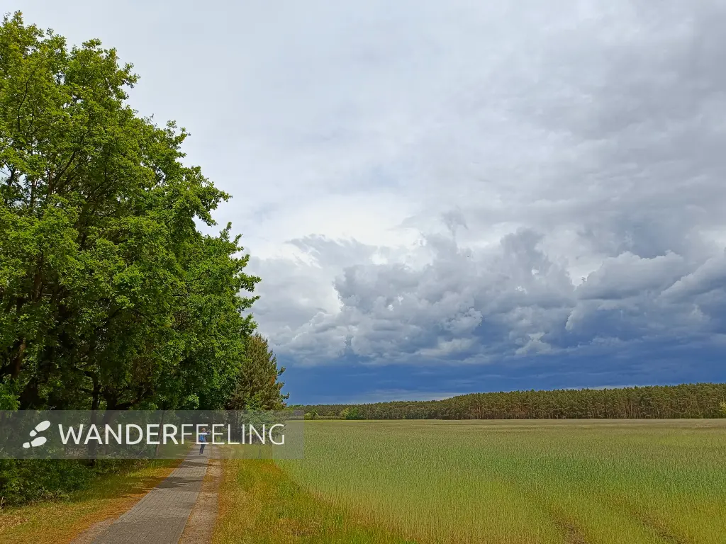 202505170-22 - Regenwolken über einem Feld bei Selchow, Seenland Oder-Spree, Brandenburg, Deutschland