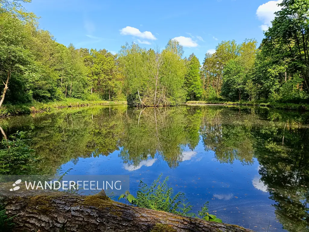202505080-08 - Reichhelms-Teich bei Treuenbrietzen, Fläming, Brandenburg, Deutschland