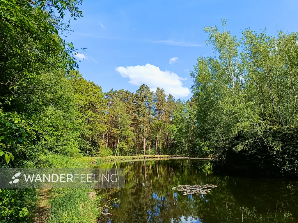 202505080-09 - Reichhelms-Teich bei Treuenbrietzen, Fläming, Brandenburg, Deutschland