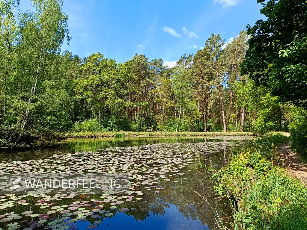 202505080-10 - Reichhelms-Teich bei Treuenbrietzen, Fläming, Brandenburg, Deutschland