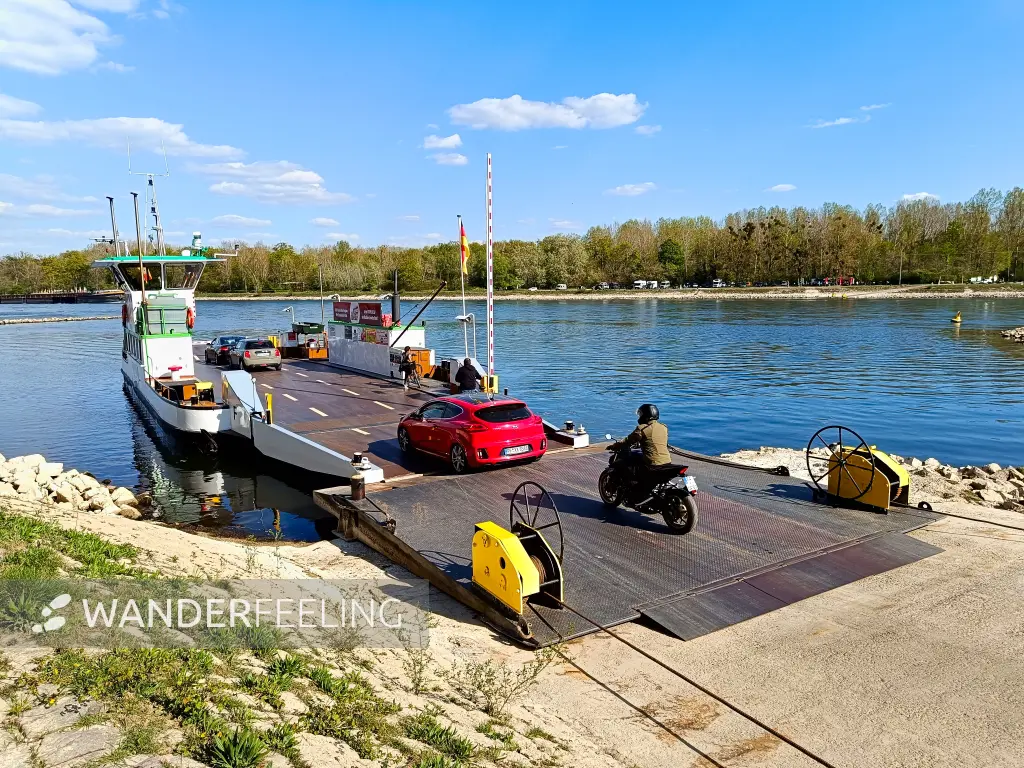 202504090-20 - Rheinfähre bei Neuburg, Pfalz, Rheinland-Pfalz, Deutschland