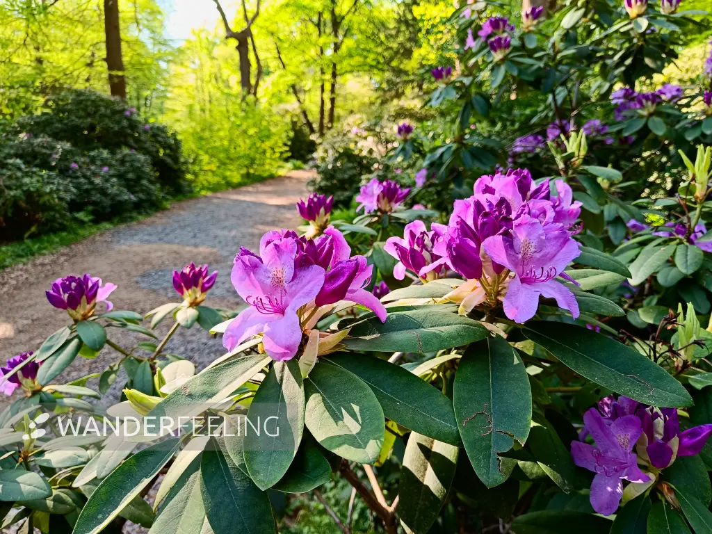 202405010-47 - Rhododendren im Großen Tiergarten, Berlin, Deutschland
