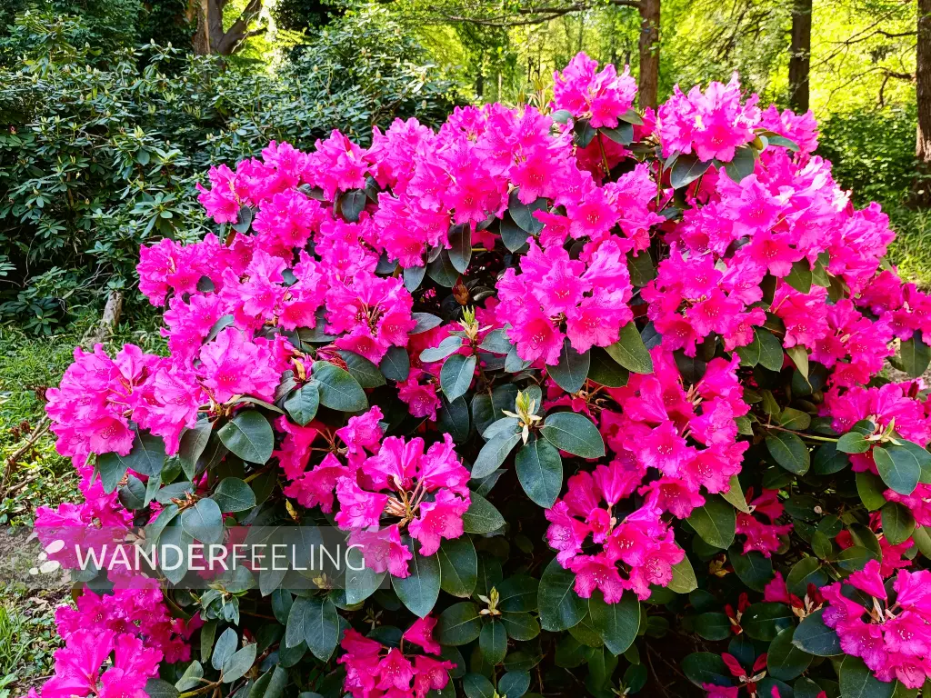 202405010-60 - Rhododendren im Großen Tiergarten, Berlin, Deutschland
