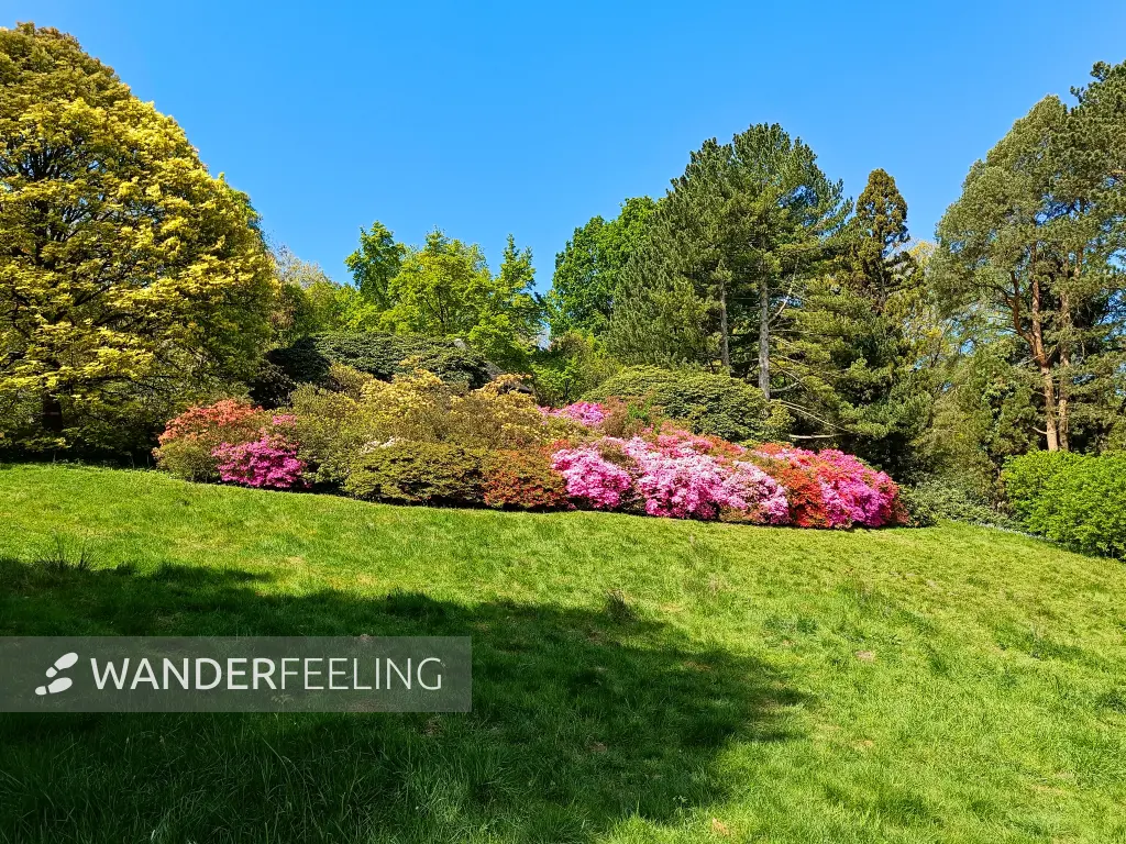 202604280-11 - Rhododendren im Rombergpark in Dortmund, Ruhrgebiet, Nordrhein-Westfalen, Deutschland
