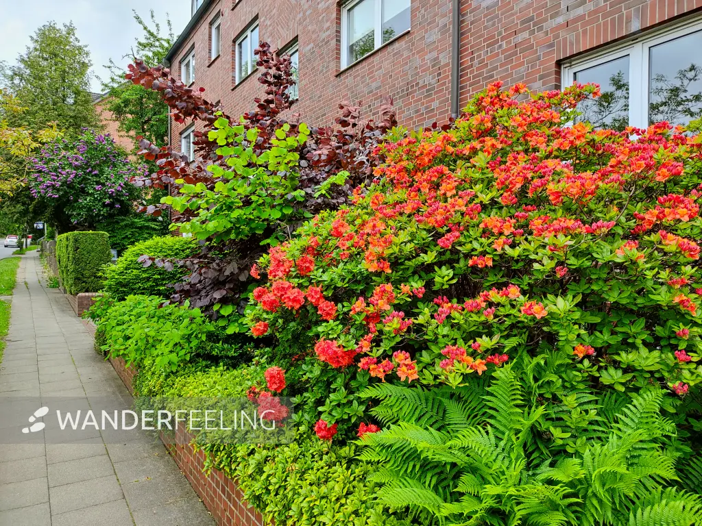202305241-10 - Rhododendren in Harburg, Hamburg, Deutschland