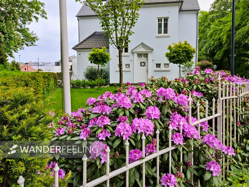202305231-24 - Rhododendron am Jenischpark in Othmarschen, Hamburg, Deutschland