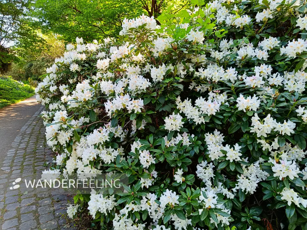 202604231-02 - Rhododendron im Botanischen Garten in Neuss, Niederrhein, Nordrhein-Westfalen, Deutschland