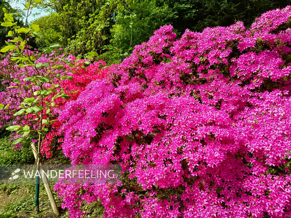 202604280-06 - Rhododendron im Rombergpark in Dortmund, Ruhrgebiet, Nordrhein-Westfalen, Deutschland