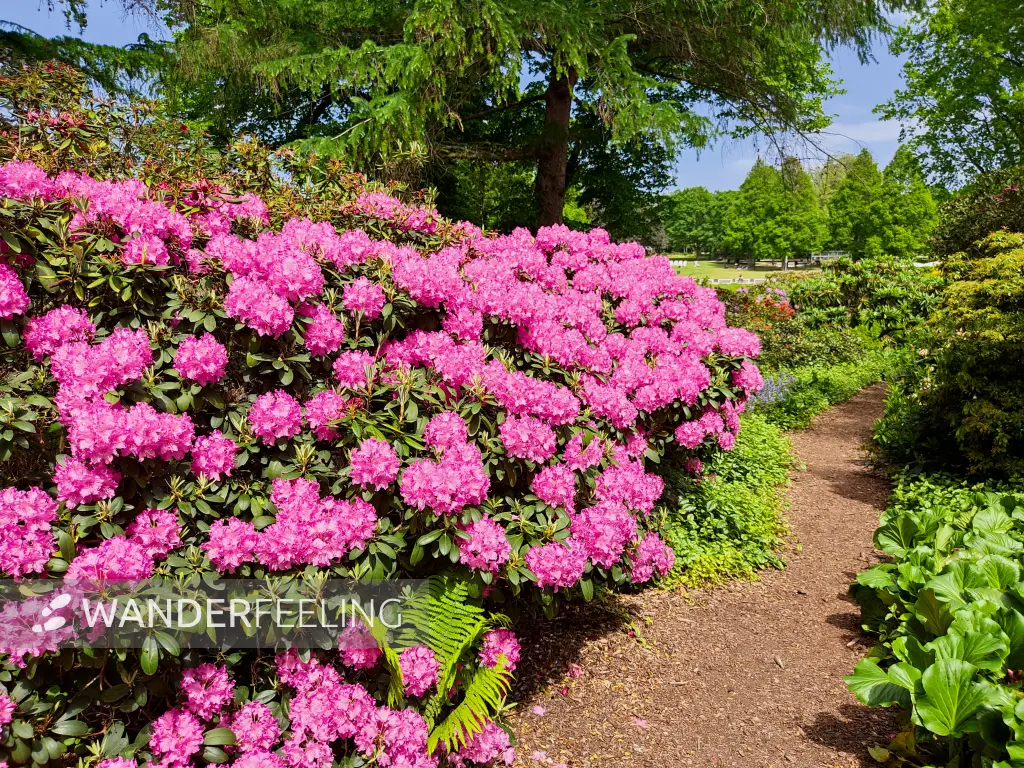 202305250-49 - Rhododendronblüte in Planten un Blomen, Hamburg, Deutschland