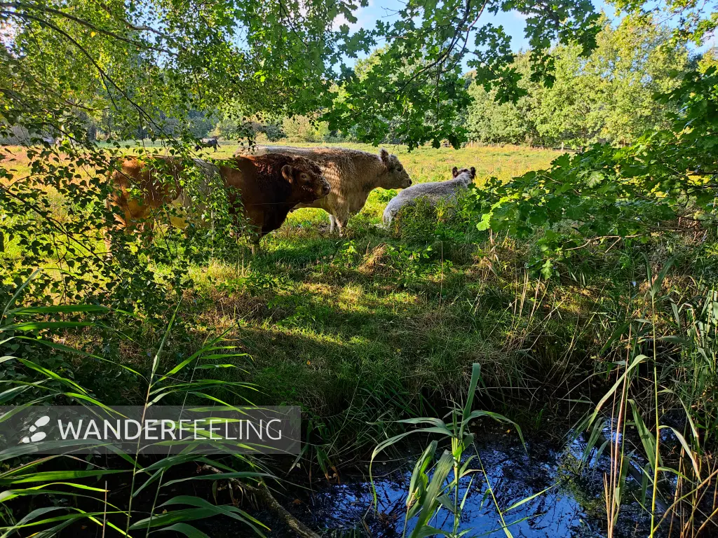 202309241-05 - Rinder in der Boberger Niederung, Hamburg, Deutschland